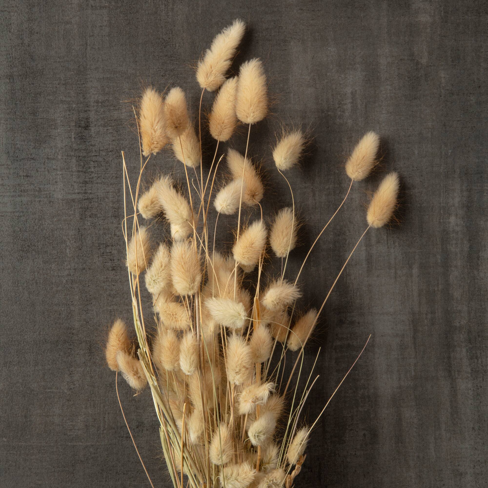 12 Pack: Dried Lagurus Bunch by Ashland®
